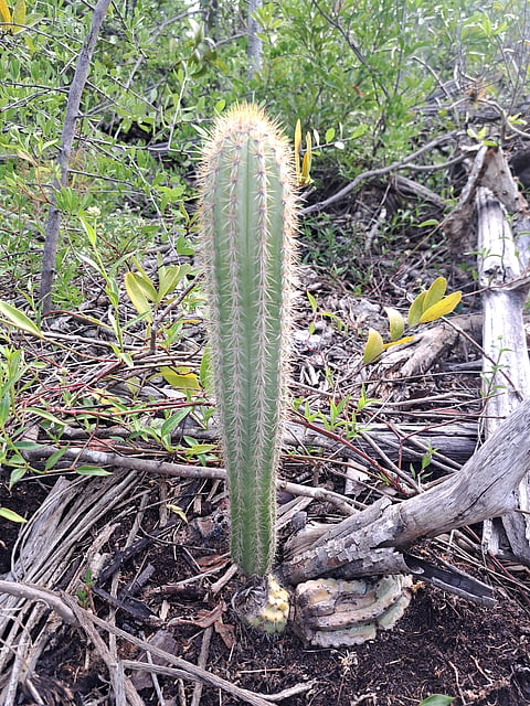 The cactus, known scientifically as Pilosocereus millspaughii, once thrived in a single population in island chain Florida Keys