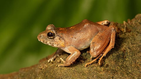 Charles Darwin’s frog