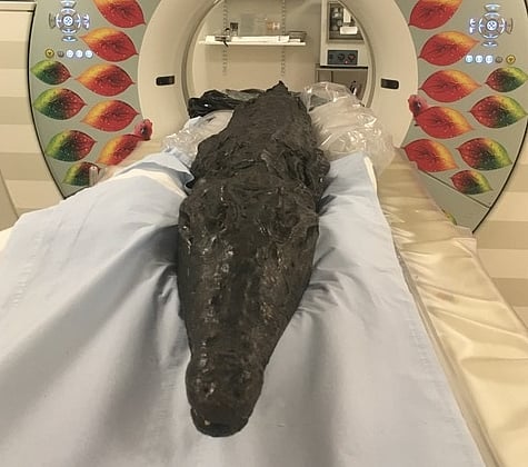 The mummified crocodile in a CT scanner