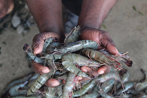 Freshly harvested shrimp in hand 