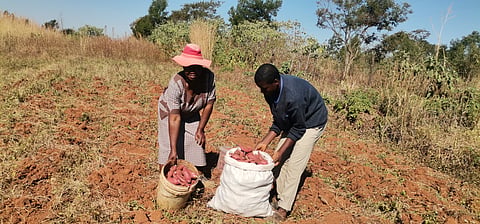 Rural subsistence farmers vividly remember the crippling effects of the 2015 El Nino. 