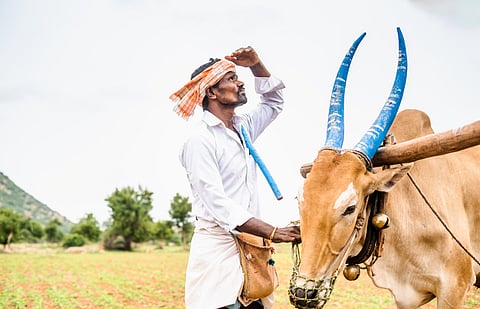 Worried Indian farmer with cattle looking up on sky for rain to harvest or crop cultivation at agriculture farmland 
