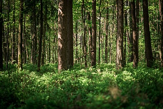 A forest in Germany