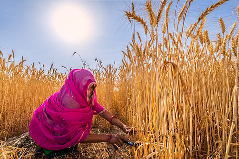 Legalising MSP for a broader range of crops could potentially diversify crop production, enhance farmers’ livelihoods and benefit the climate.
