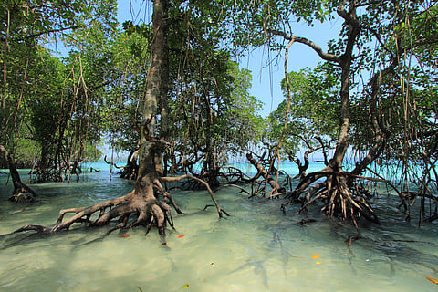 Mangrove conservation in India is an impressive turnaround story. 

