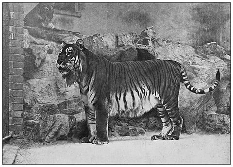 A Caspian Tiger at Berlin Zoological Park in 1899