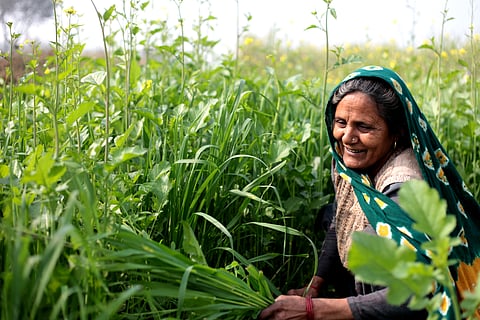 Despite the high rate of participation, women in agri-food sectors continue to face a plethora of barriers 