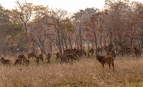 The Miombo woodland is a vast African dryland forest ecosystem covering close to 2.7 million square kilometres across southern Africa, including Angola, the Democratic Republic of the Congo, Malawi, Mozambique, Tanzania, Zambia and Zimbabwe