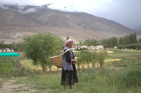 A Ladakhi farmer heads home for the day. 