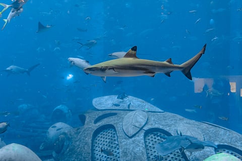 Oceans without sharks would be far less healthy — new research