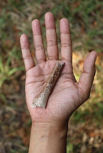The arm bone discovered at Mata Menge.