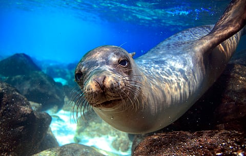 Female Australian sea lions from Olive Island and Seal Bay colonies were equipped with small light-weight cameras. 
