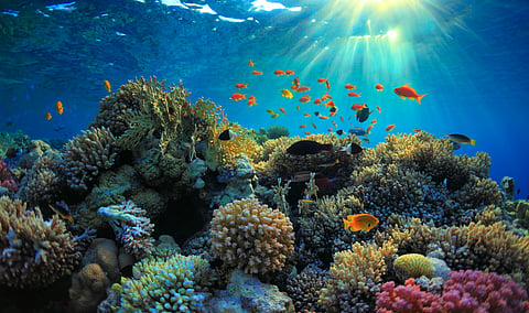 Corals in Great Barrier Reef face existential threat by highest temperatures in 400 years: Study
