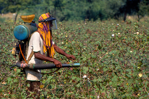 A farm labourer spraying pesticide in a cotton farm in Warangal district Andhra Pradesh