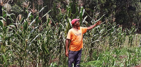 Maize lethal necrosis  has no treatment and can cause up to 100 per cent yield loss