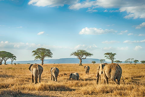 Elephants on the move: Mapping connections across African landscapes 