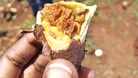Cassava brown streak disease infects 97 per cent of the cassava crop on the field. Farmers in Africa say that the disease can lead to widespread hunger in the continent