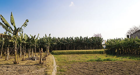 Farmers in the border villages of West Bengal are reluctant to grow wheat and are shifting to banana, maize and lentils since Bangladesh started reporting outbreaks of wheat blast disease in 2016