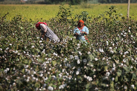 Low Kharif cotton: Years of pest attacks push farmers away from crop