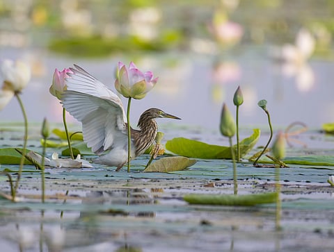 Wetland conservation: Madhya Pradesh, Tamil Nadu get new Ramsar sites