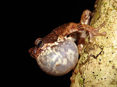 Endemic Malabar Tree Toad populations may decline 68.7% due to climate change: Study 

