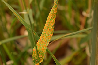 DTE Coverage: Plant pandemics