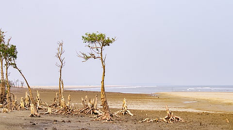 The vocabulary of our ecological discontent