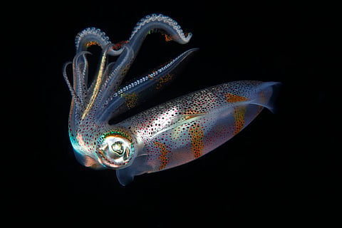 Squid have tiny teeth in their suckers − scientists could use their unique properties to make self-healing materials