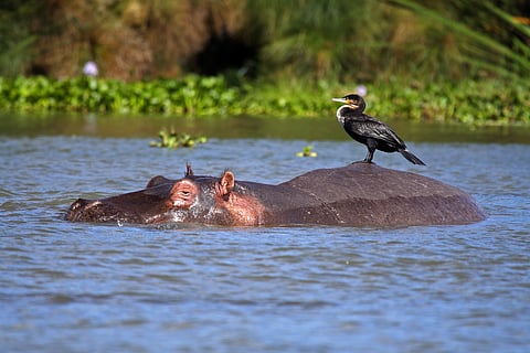 New study highlights disappearance of bird species at an alarming rate in Kenya 