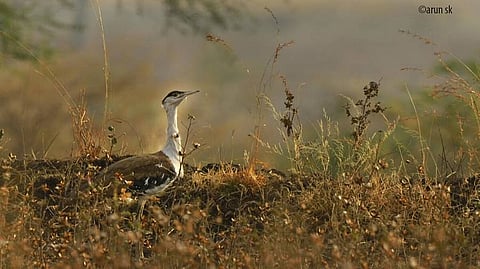 Great Indian Bustard is now perilously close to extinction, with fewer than 150 individuals remaining in the wild since 2018, most of which are located in Rajasthan.