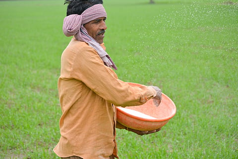 After nano urea, research finds dip in yield and plant growth with nano DAP