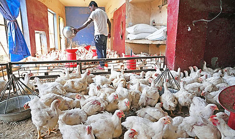 No fowl play
