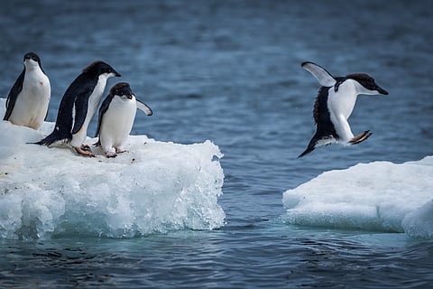 Avian flu in Antarctica can lead to outbreaks in Australia, New Zealand