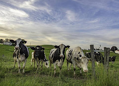 California: Largest milk producing state in United States reports avian flu in its dairies

