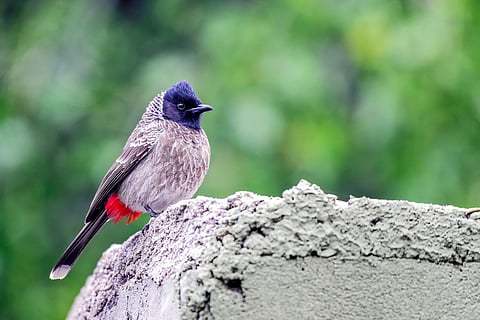 'Bird trappers make good zoo keepers'