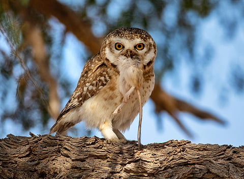 The bird was photographed in 2023 in Rajasthan. 