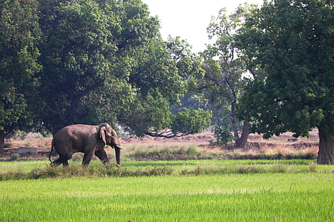 CME3 being monitored as he walks through farmlands in the monsoon of 2024. 