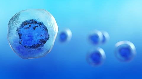Biobots arise from the cells of dead organisms — pushing the boundaries of life, death and medicine