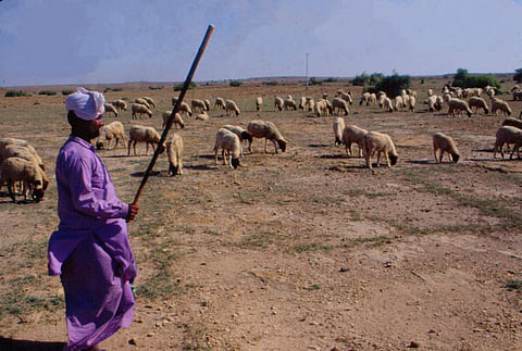 1,000 words: An oasis of pastoralism keeps up spirits in Thar desert