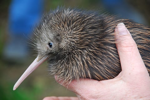 Are kiwi and moa recent immigrants from Australia? Neither fossils nor genetic evidence support the story