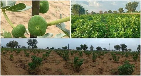 Dismayed by false promises in contract farming, cultivators resort to destroying their fig orchards
