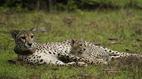A female cheetah and her cub in Kuno National Park