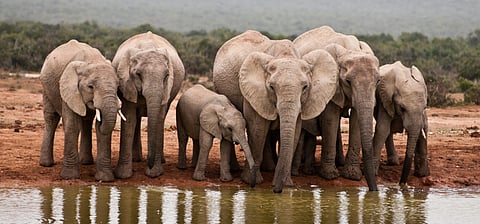 Female elephants rumble to say ‘let’s go!’ New study in Namibia shows males do too, a sign of unexpected social bonds