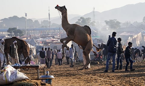 Not enough happening in India during International Year of Camelids: Organisation representing Raikas