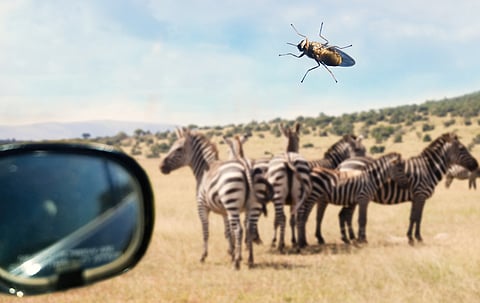 Occurrence of tsetse flies confirmed in 34 countries in Africa: FAO