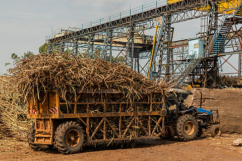 Uganda’s sugar industry sets example for industrial waste circularity 