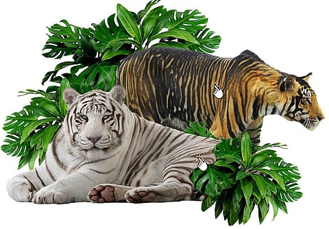 The wildlife of black-and-white