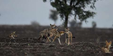 Guardians of the Flock: Wolves may be villains in Bahraich, but are sacred beings for Koppal’s Kuruba shepherds