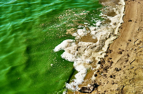 Southern Africa’s drought impact: An unusual plankton bloom off the coast of Madagascar, finds study