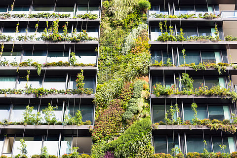 Living green walls are having a moment but face a steep challenge